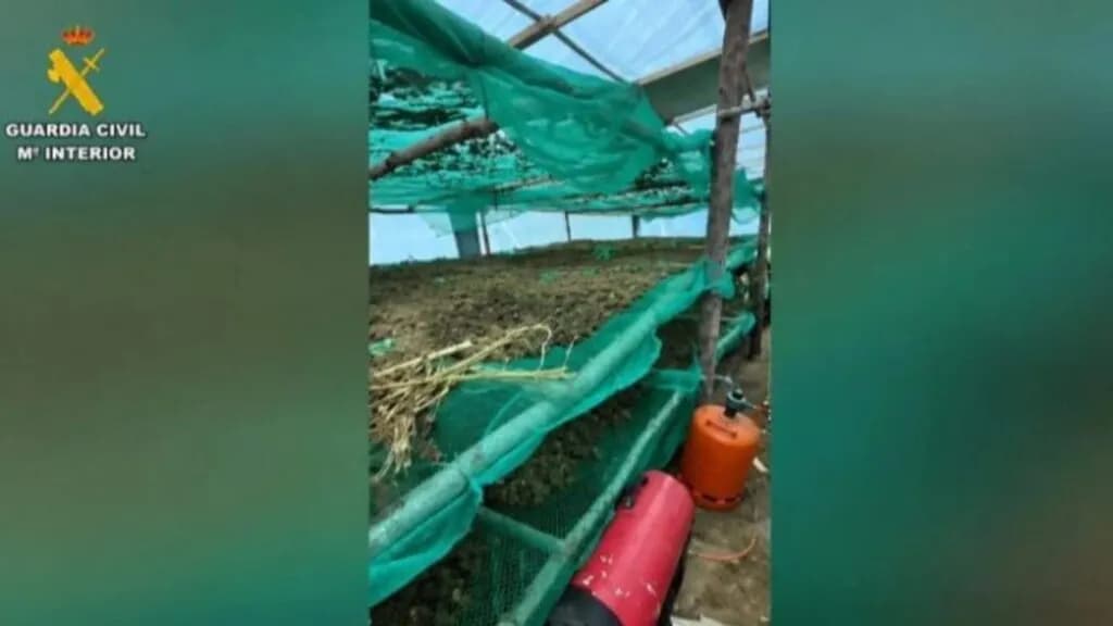 Arrestohen 4 shqiptarë në Spanjë për kultivim kanabisi, sekuestrohen 220 kg marijuanë me vlerë 413 mijë euro