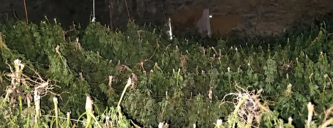 Mbi gjysmë ton drogë në Maqitevë të Suharekës: Kërkohet paraburgim për dy të arrestuarit