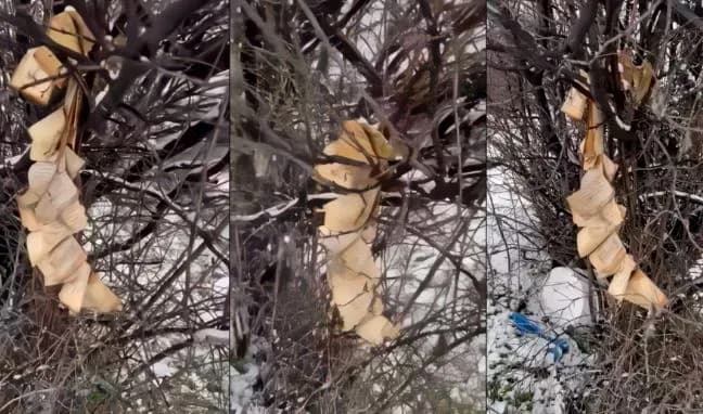 E tmerrshme: Digjet Kurani në Gjakovë