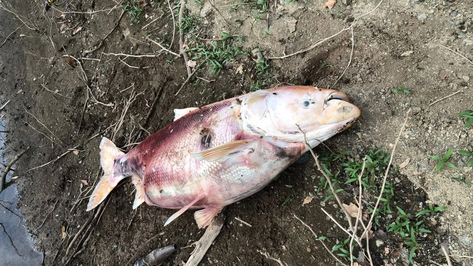 Gjenden peshq të ngordhur në Liqenin e Badocit me peshë deri në 50 kilogramë