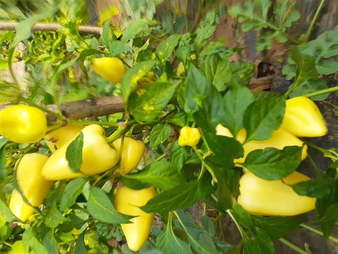 Kroacia gropos 14.7 tonë speca nga Shqipëria për shkak të pesticideve
