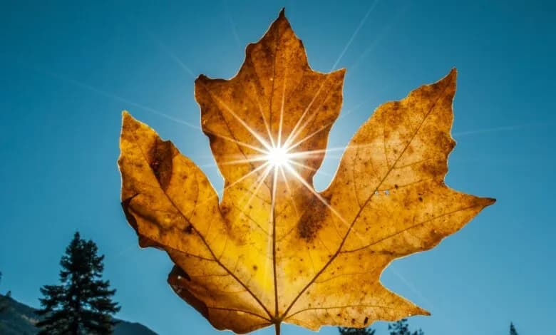 Parashikimi i motit sot, 04.10.2026