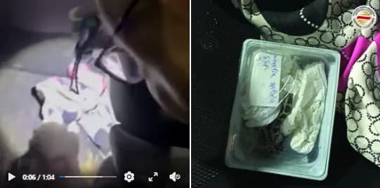 Shtetasi i Kosovës kapet duke transportuar gjarpërinj e zvarranikë tjerë ilegalisht në kufirin RMV-Greqi