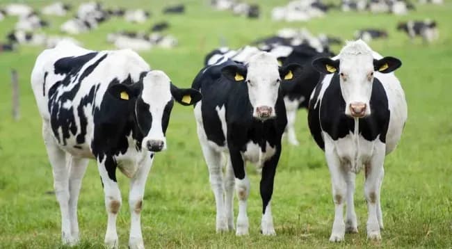 AUV ndalon importin e gjedheve nga një zonë në Francë, shkak përhapja e sëmundjes së lëkurës