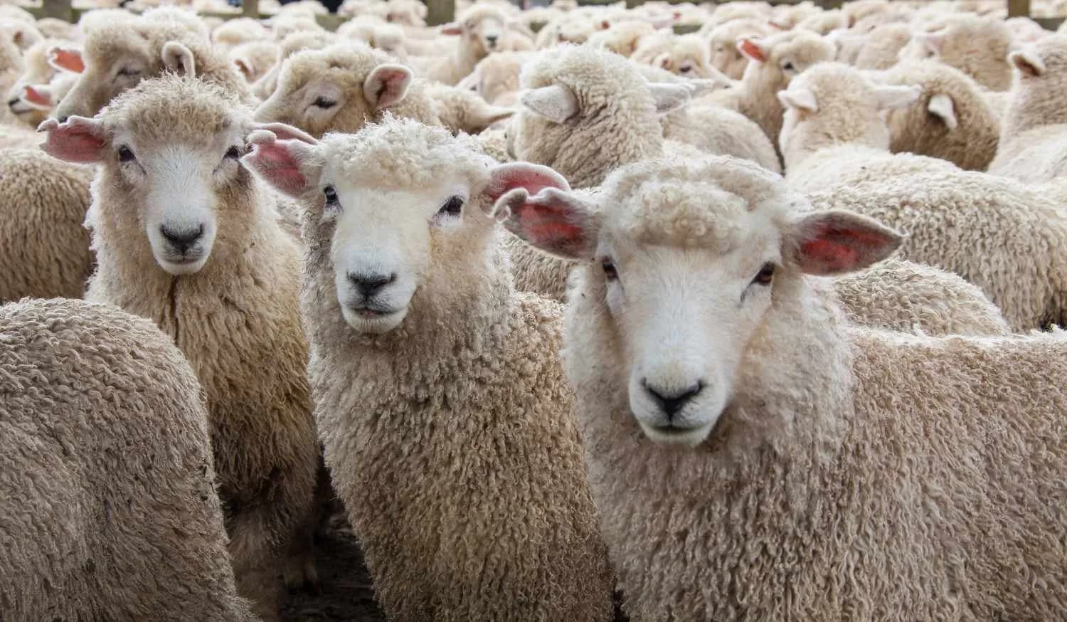 Riaktivizohet zjarri në Skërficë, në ndihmë dhe ushtria