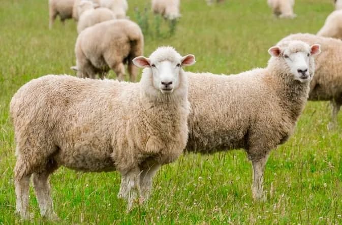 Konfirmohet murtaja te një fermë delesh në Landovicë
