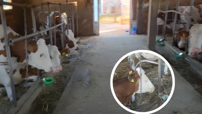 Fermerit nga fshati Gjurgjevik i madh i Klinës i ngordhin 3 lopë, nuk dihet shkaku