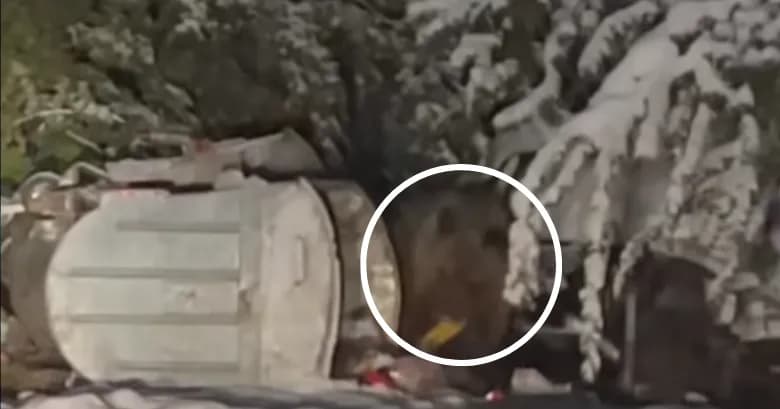 Një ari zbret në fshatin Radeshë të Dragashit, xhirohet nga një kalimtar