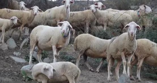 Kosova heq ndalesën e importit nga Shqipëria për kafshët e gjalla dhe shpezët