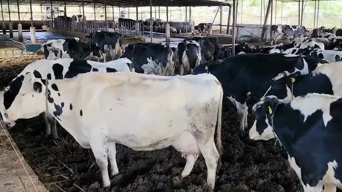 Asgjësohen 13 kafshë të infektuara në një fermë të Vitisë, rezultuan pozitive me brucillozë dhe tuberkuloz
