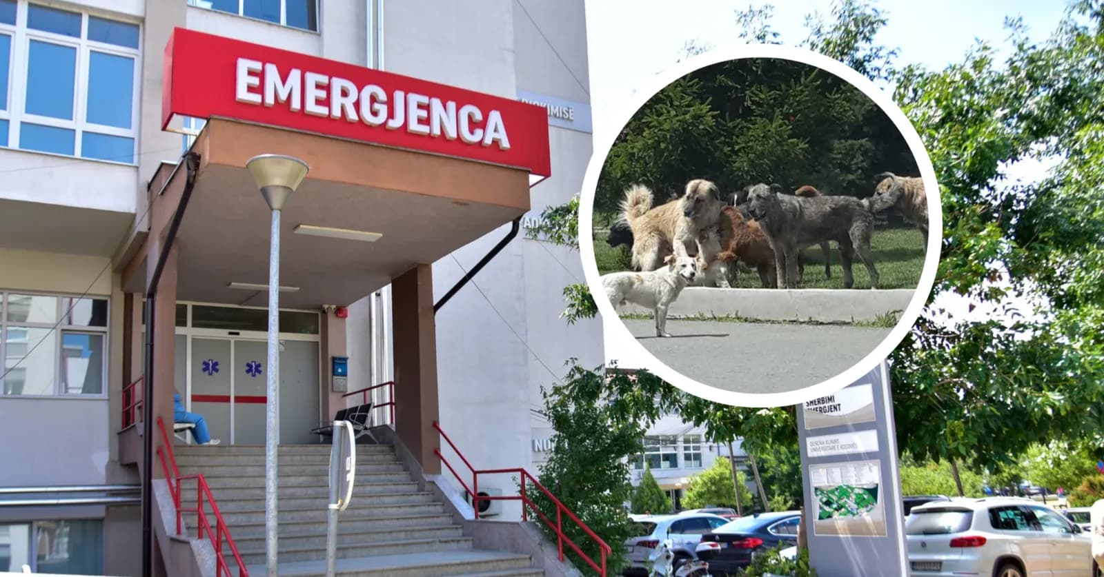 E rëndë: Mjekja shtatzënë sulmohet në kokë nga qentë endacakë në oborrin e QKUK-së