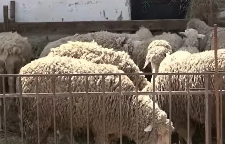 Komuna e Istogut cakton pikat për grumbullimin e mbetjeve nga Kurbanët