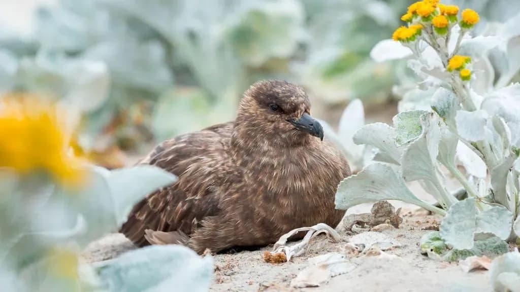 Australia konfirmon rastin e parë të gripit të shpendëve H5N1, virusi arrin në çdo kontinent