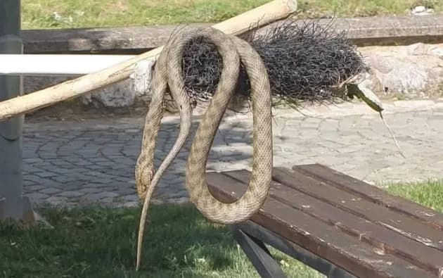 Shfaqja e gjarpërinjve në Marash shqetëson qytetarët dhe vizitorët në Prizren