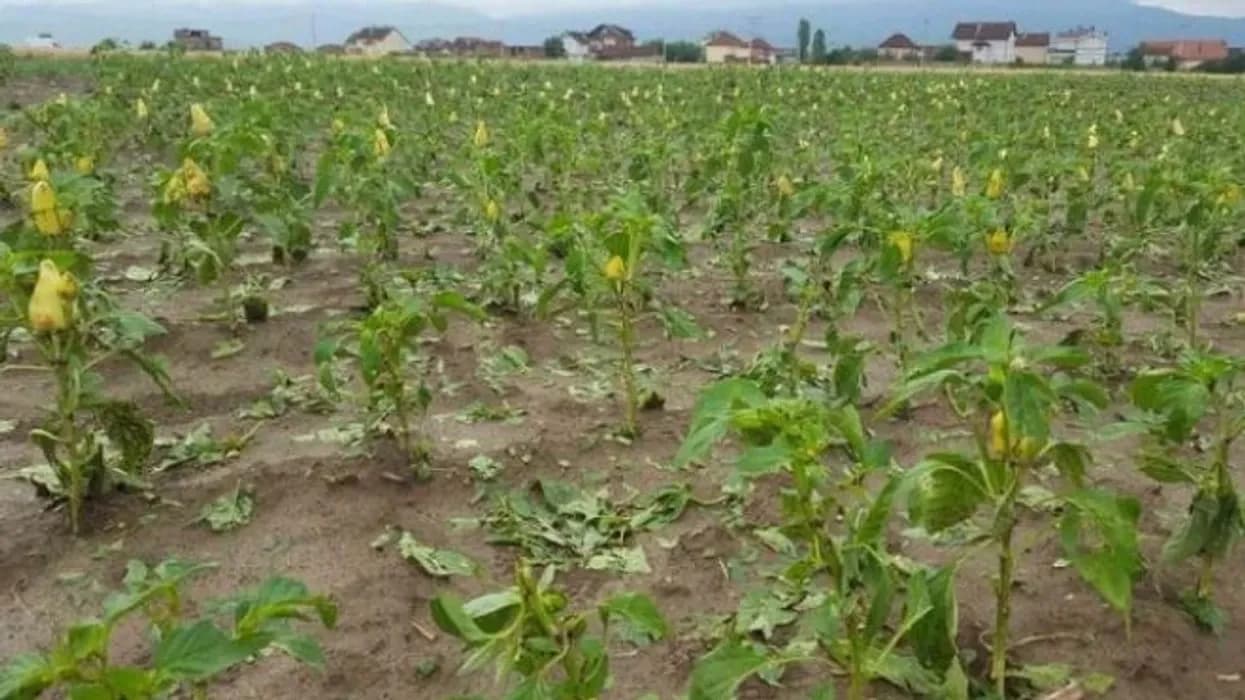 Skenderaj nis evidentimin e dëmeve nga breshëri, rreth 60 hektarë grurë të dëmtuar vetëm në Vajnik