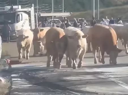 Zjarri përfshin kamionin në Arllat, bagëtitë nxirren në autostradë për t’u shpëtuar